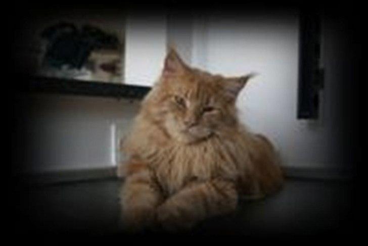 Maine Coon Bailey billede 6