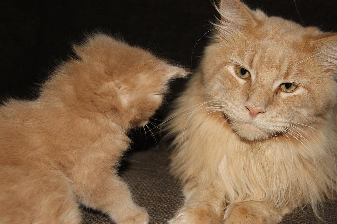 Maine Coon Bailey - FAR OG SØN billede 7