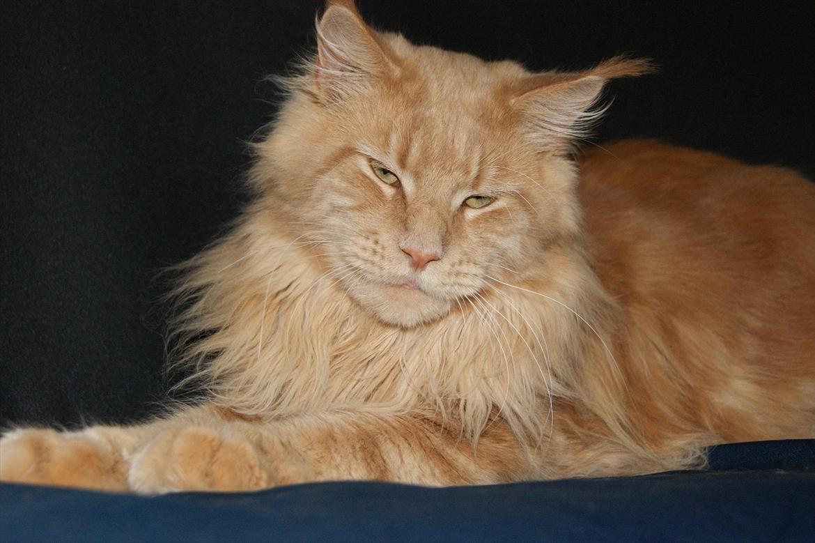 Maine Coon Bailey billede 8