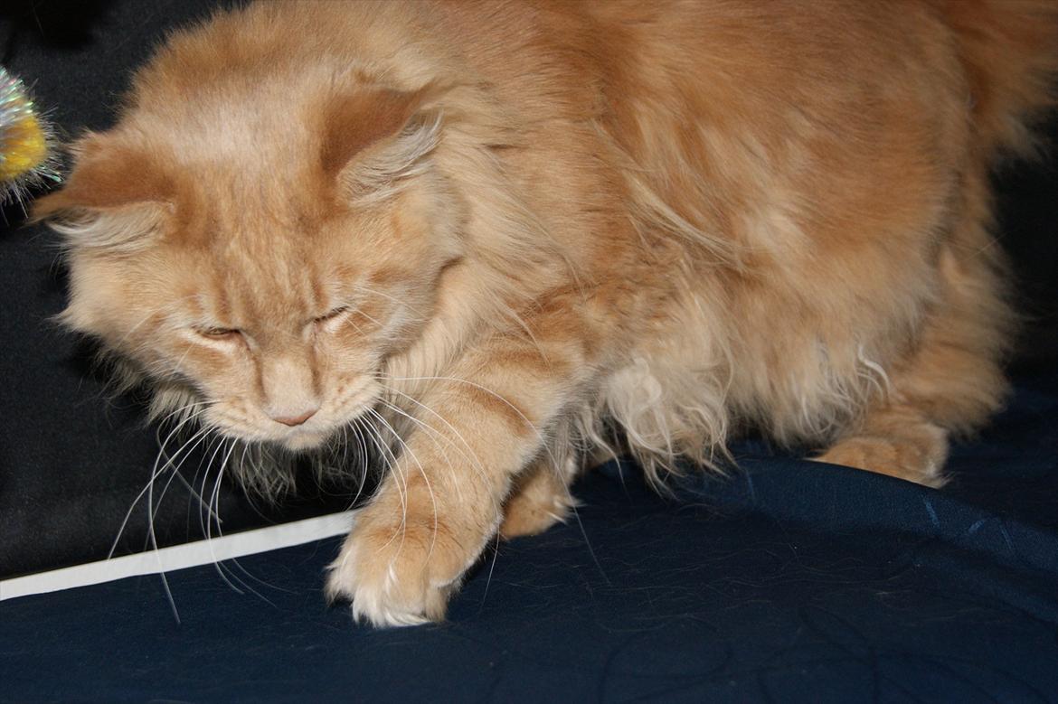 Maine Coon Bailey billede 9