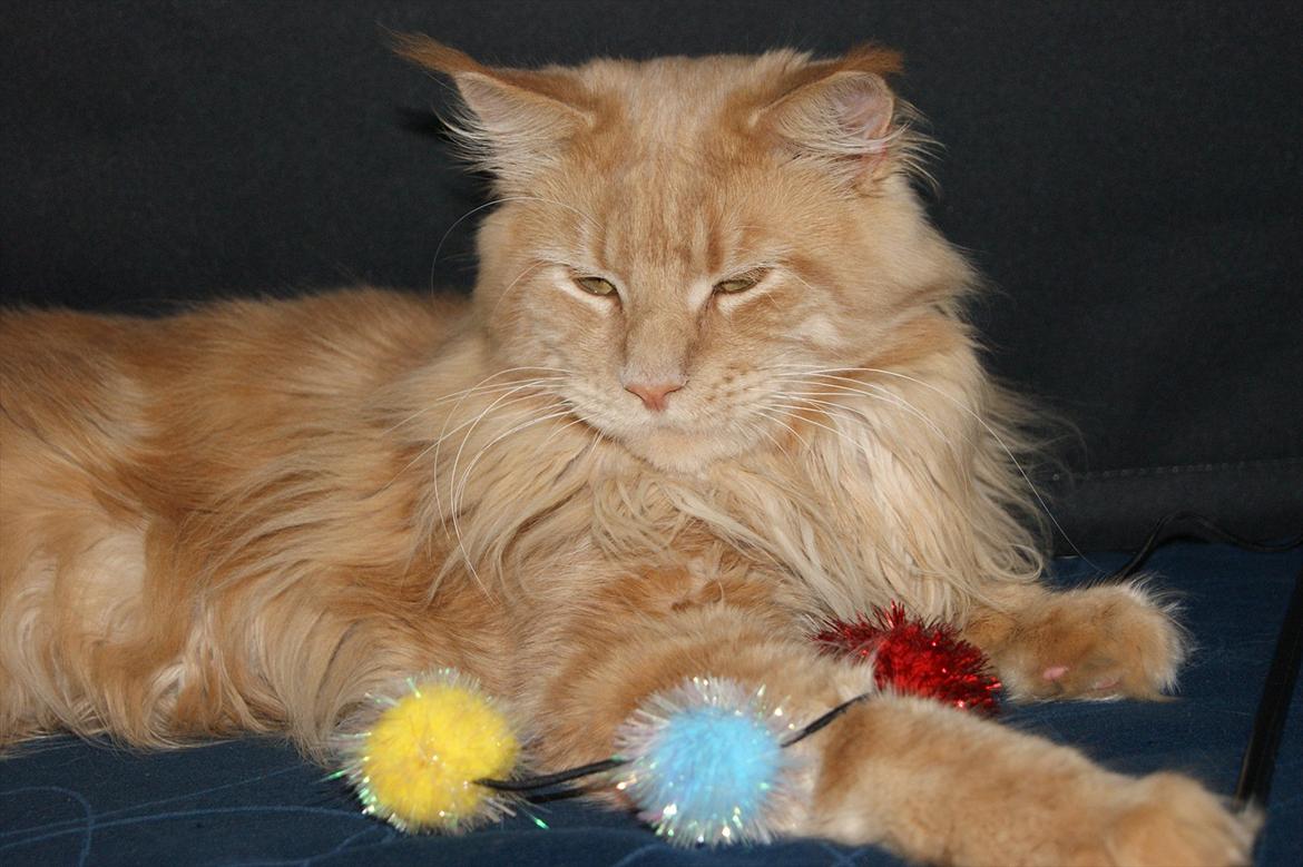 Maine Coon Bailey billede 10