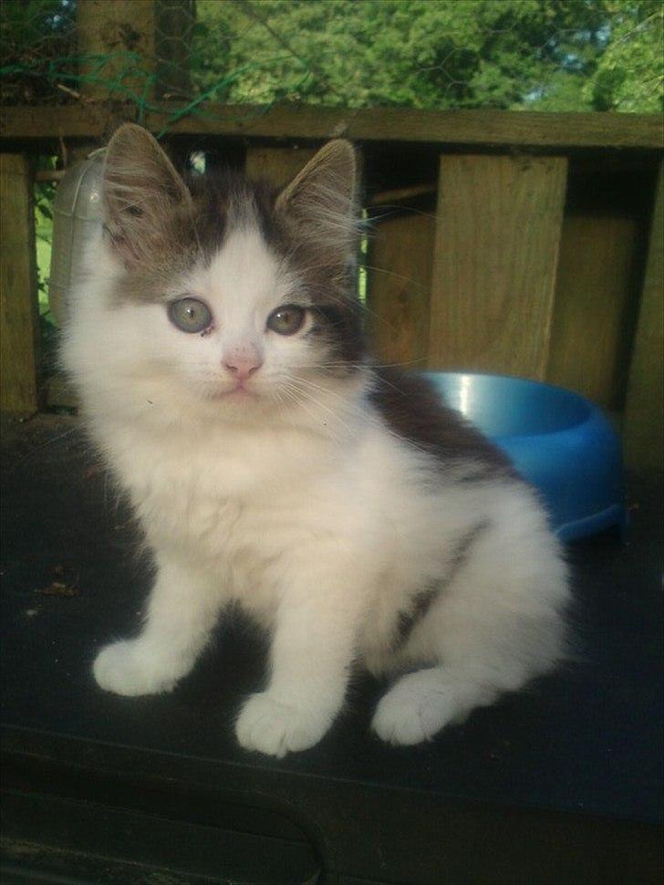 Blanding af racer Sophy - Her er jeg meget lille, under 12 uger ;)  billede 1