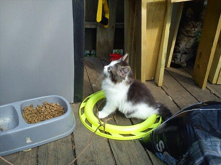 Blanding af racer Sophy - HVAD ER DET?! billede 2