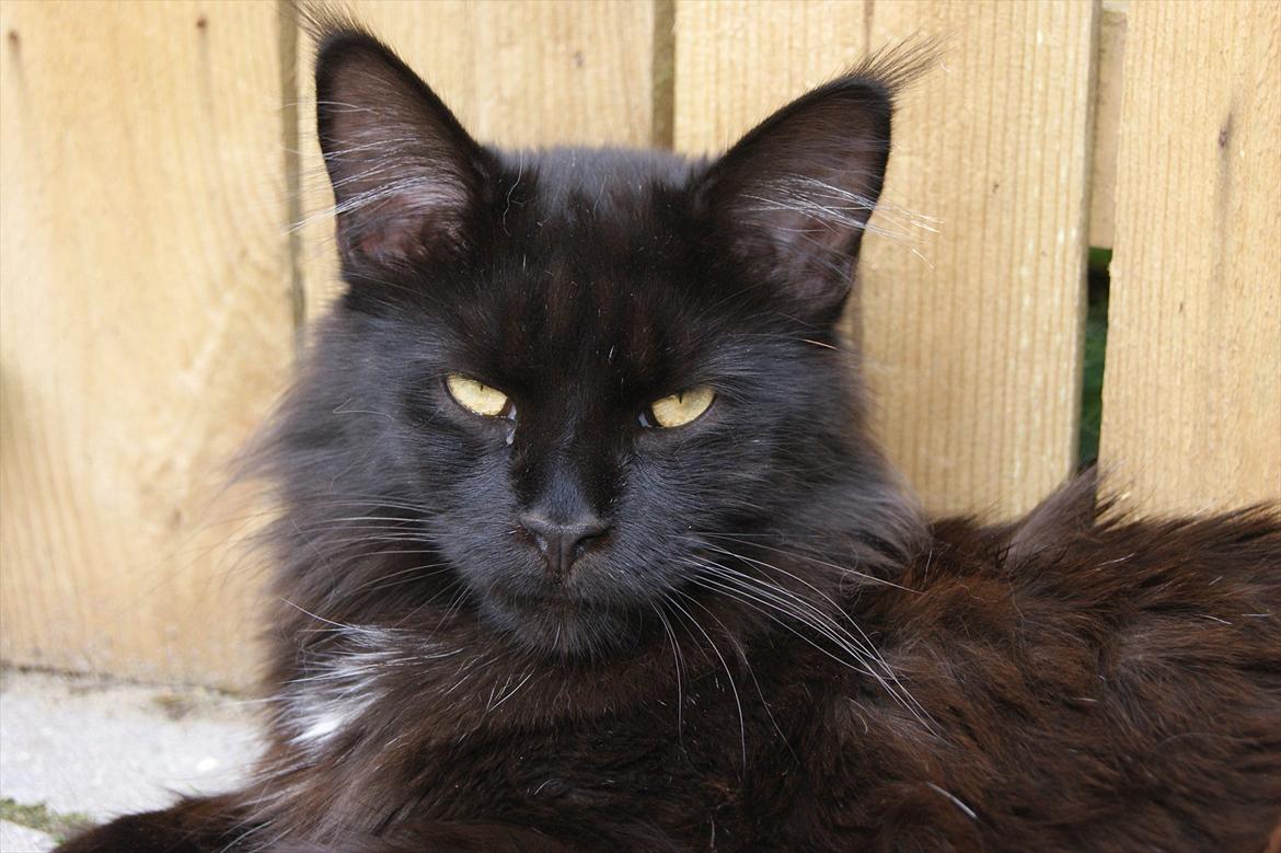 Maine Coon Lumi billede 1