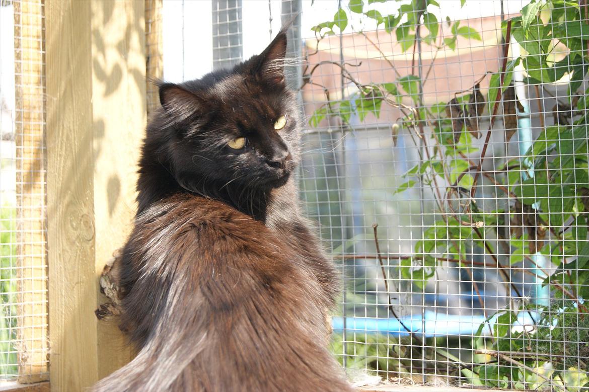 Maine Coon Lumi - ligger lige og holder øje billede 2