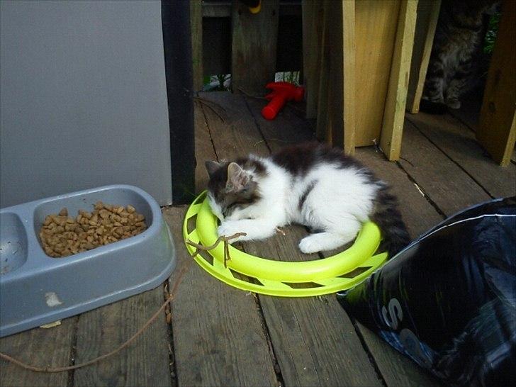 Blanding af racer Sophy - Namme nam! billede 3