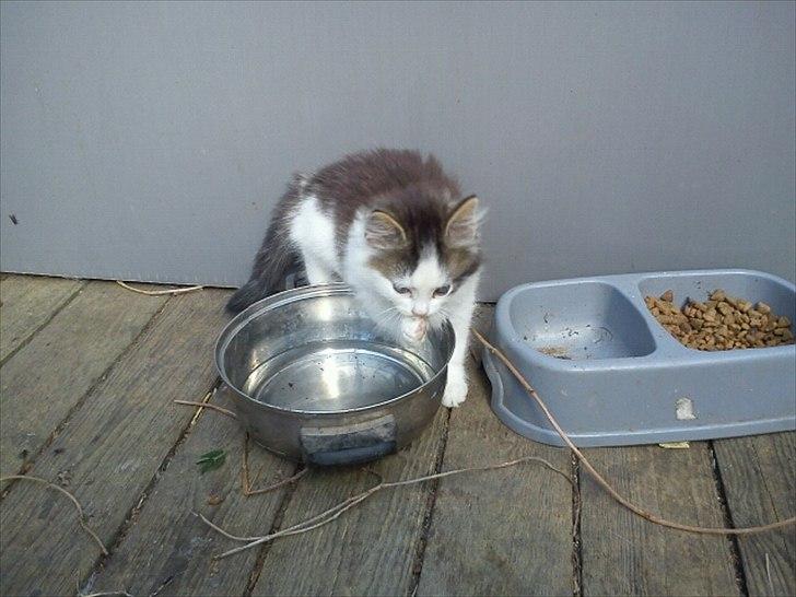 Blanding af racer Sophy billede 4