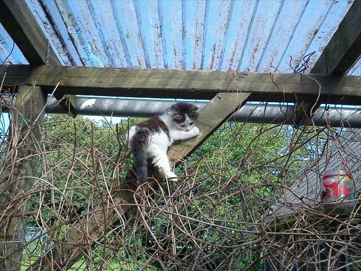 Blanding af racer Sophy - SHIT! Jeg falder ned... billede 5