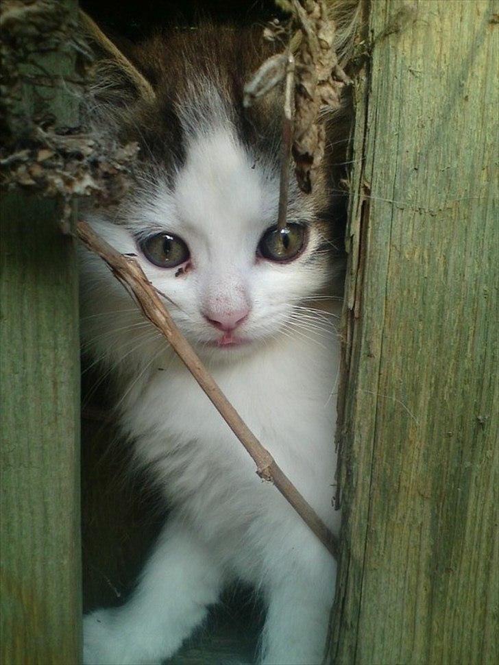 Blanding af racer Sophy billede 6