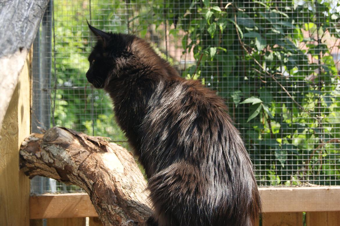 Maine Coon Lumi billede 3