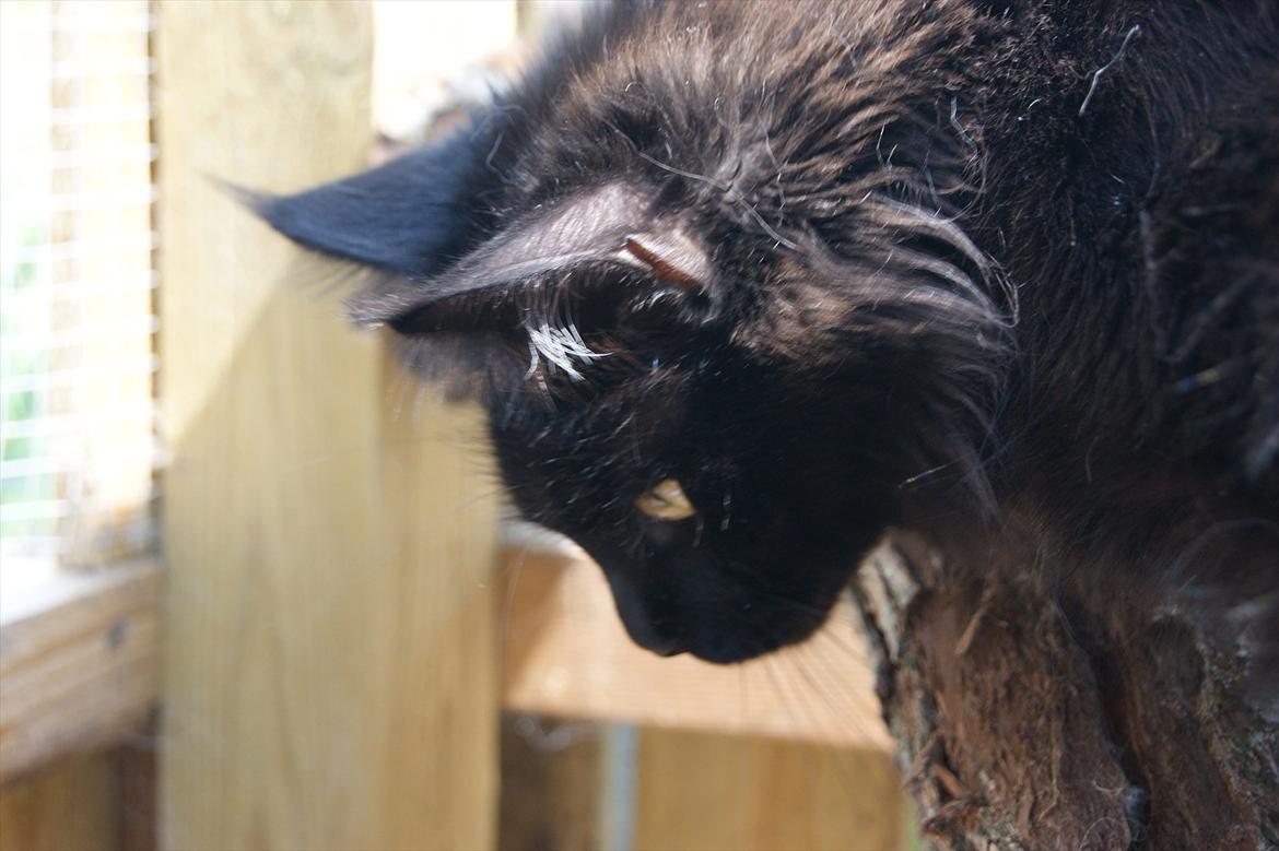 Maine Coon Lumi billede 4