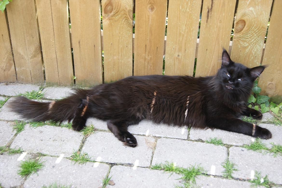 Maine Coon Lumi billede 5