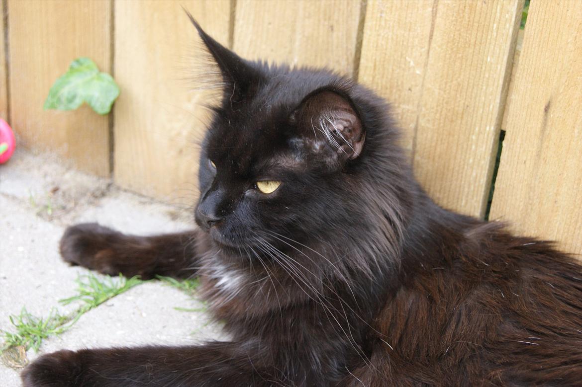 Maine Coon Lumi billede 6