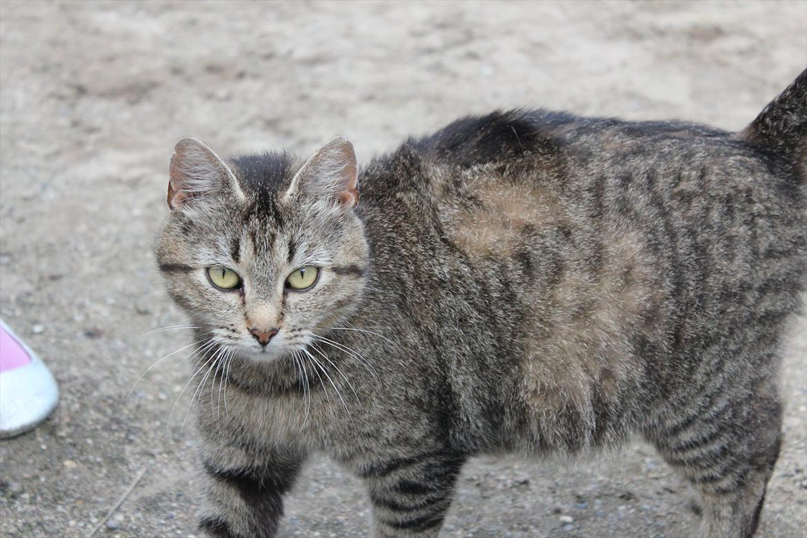 Blanding af racer Dychess billede 4