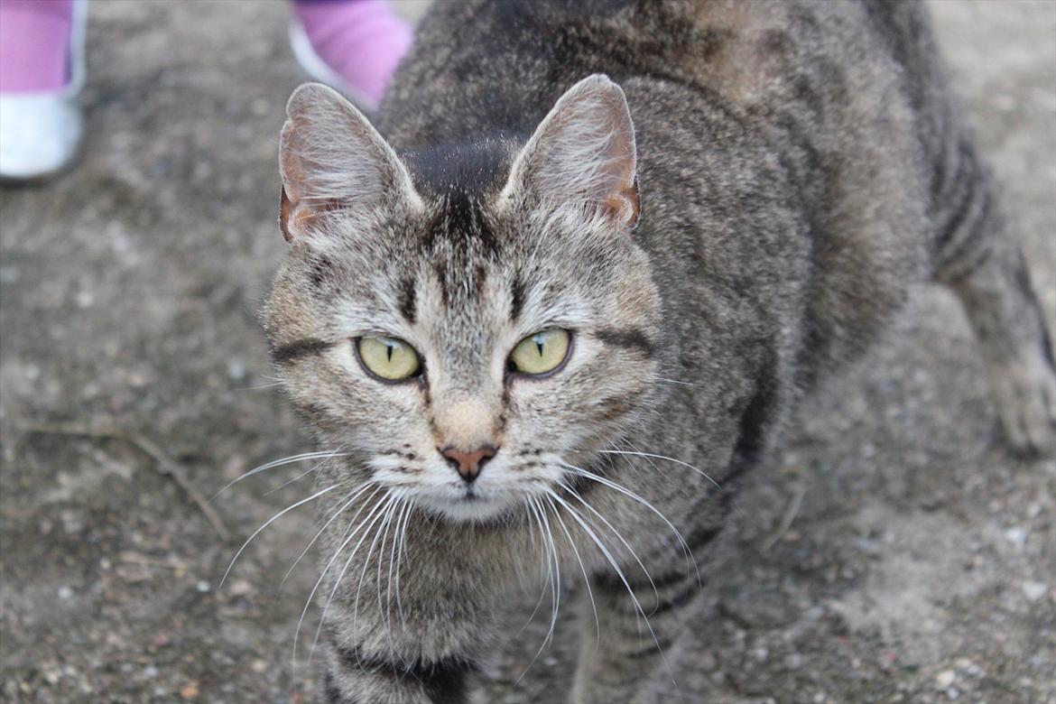 Blanding af racer Dychess billede 9