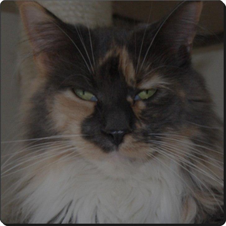 Maine Coon Coffee billede 1