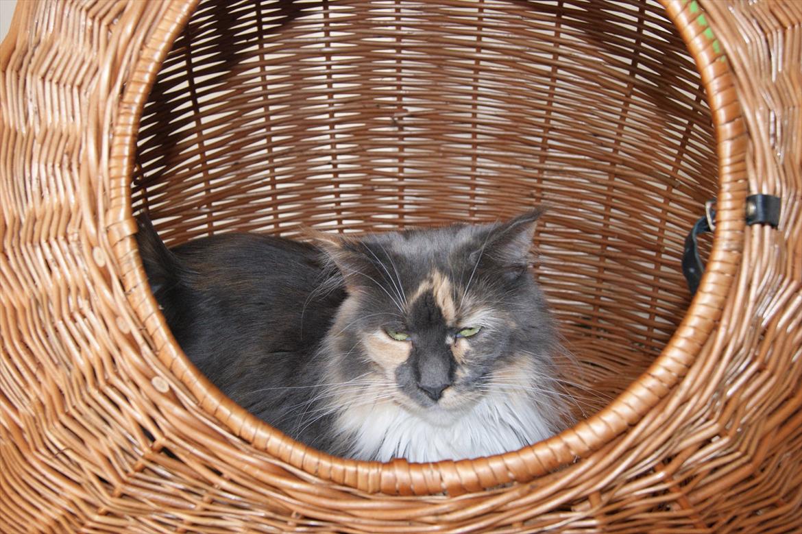 Maine Coon Coffee billede 2