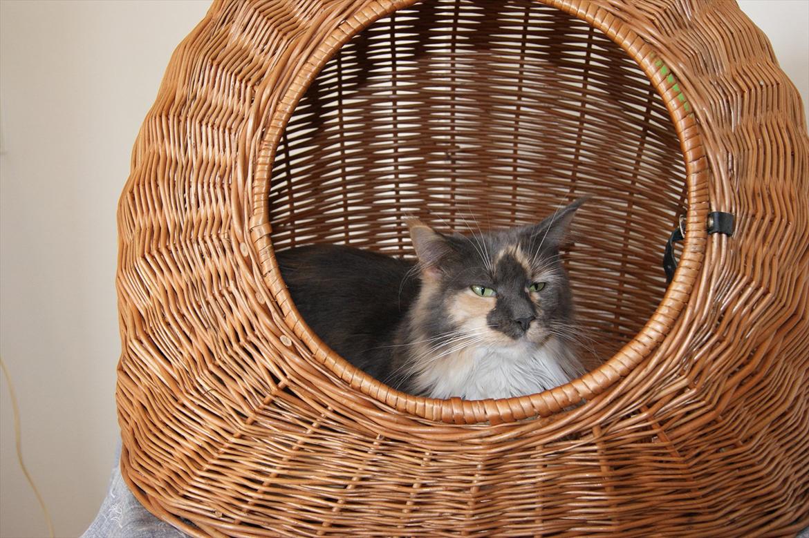 Maine Coon Coffee billede 3