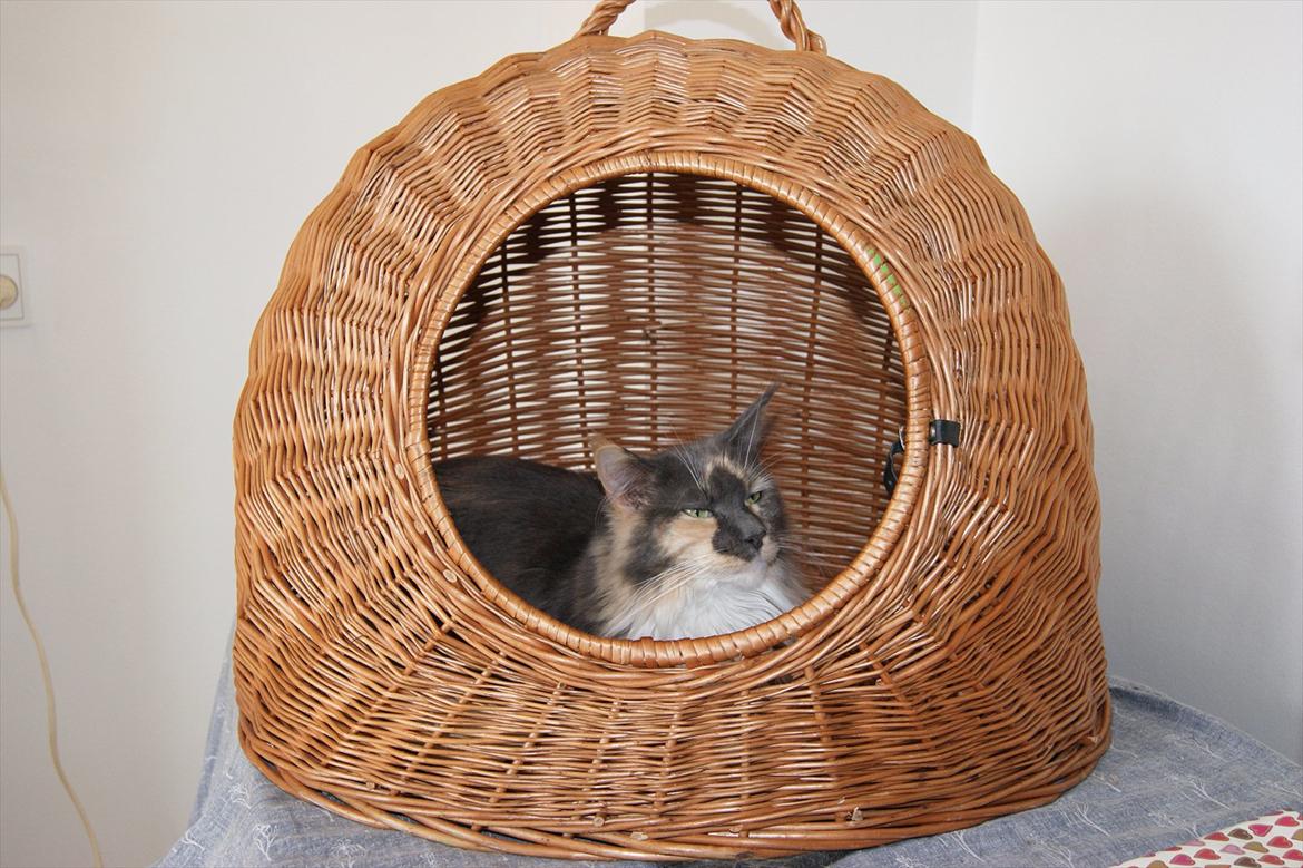 Maine Coon Coffee billede 4