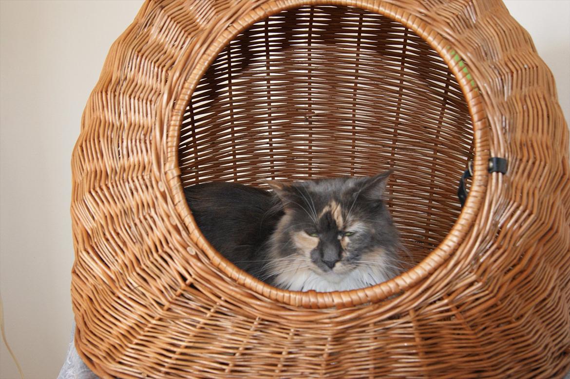 Maine Coon Coffee billede 5