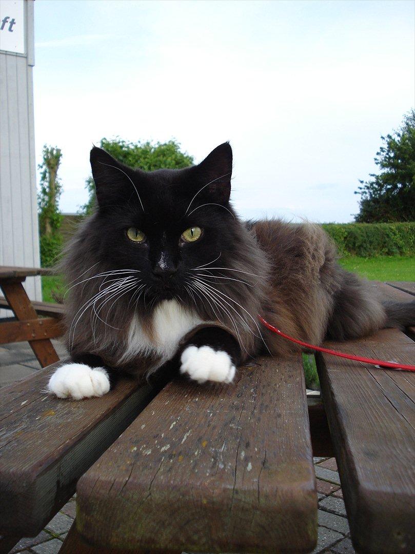 Norsk Skovkat * JACK/ MICHAEL JACKSON* billede 13