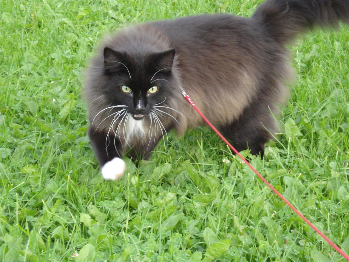 Norsk Skovkat * JACK/ MICHAEL JACKSON* billede 19