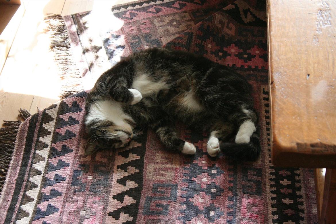 Blanding af racer Striber - du er den bedste ven man kan få. billede 8