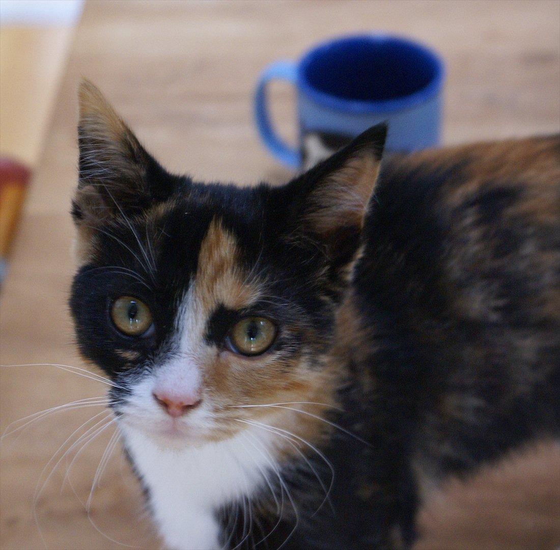 Huskat Kat billede 1