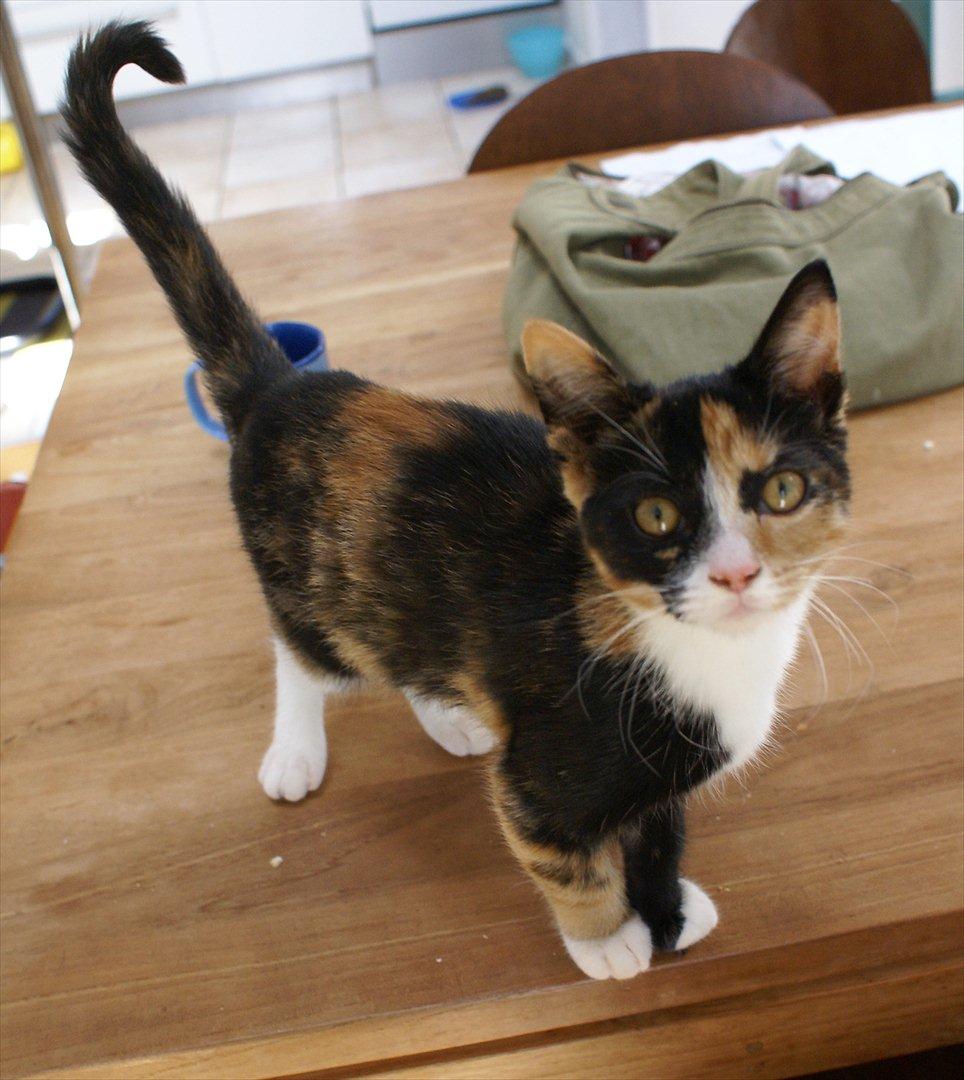 Huskat Kat billede 2