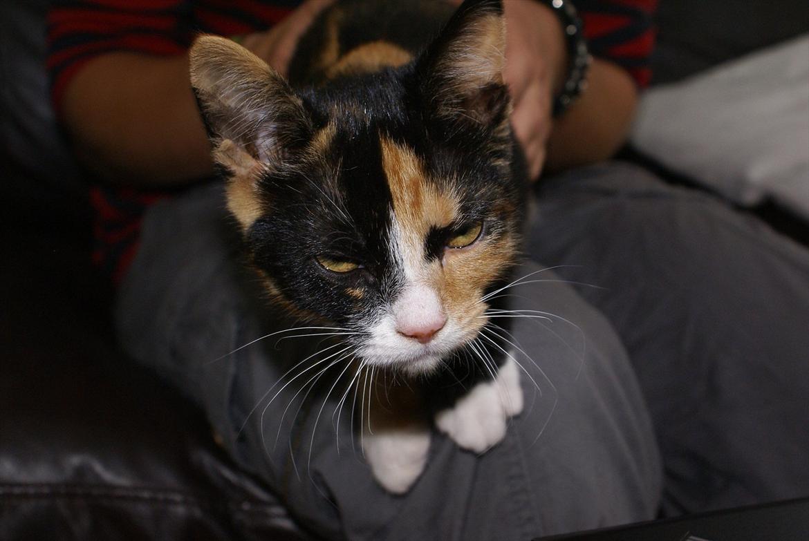 Huskat Kat billede 3