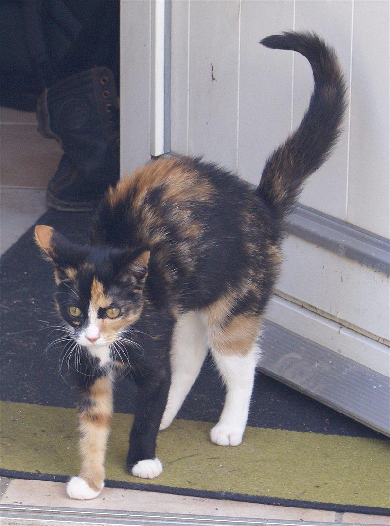 Huskat Kat billede 4