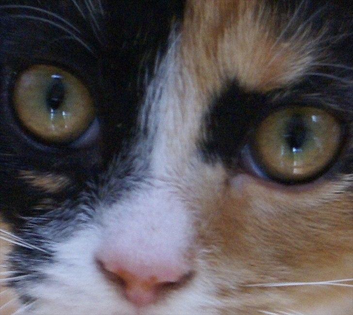 Huskat Kat billede 5