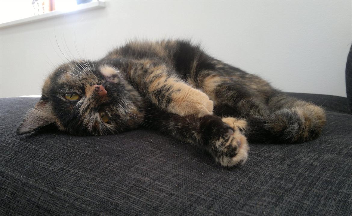 Huskat                      Nørgaards Stribe billede 2