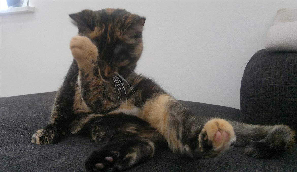 Huskat                      Nørgaards Stribe billede 6