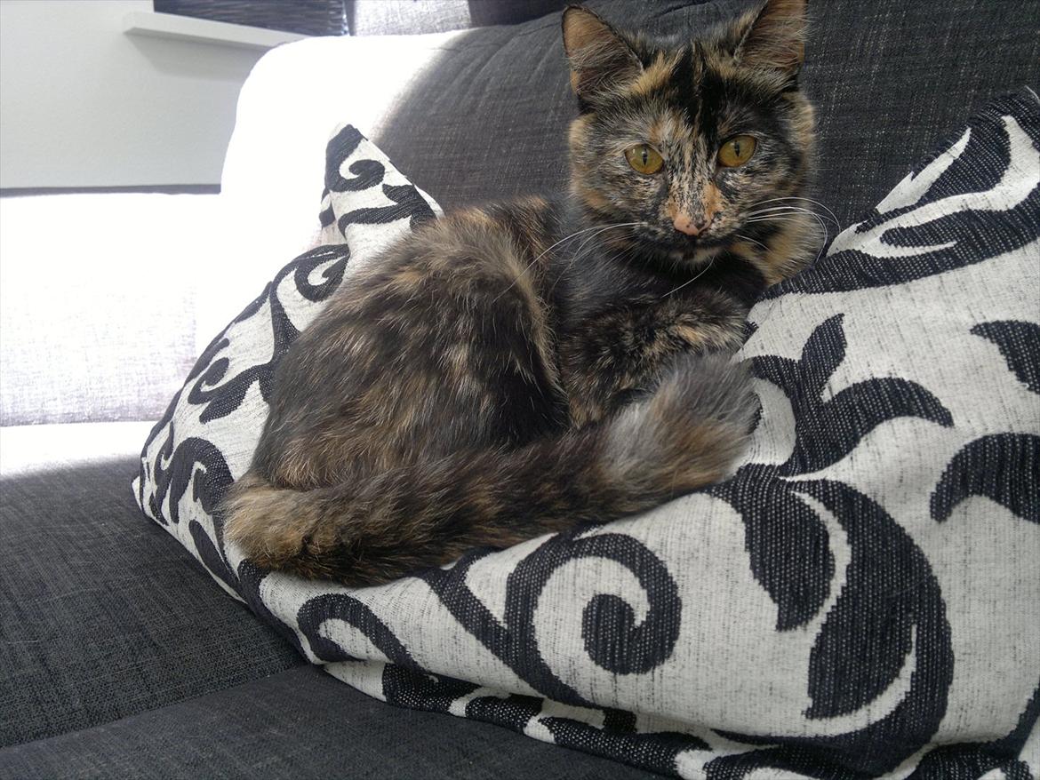 Huskat                      Nørgaards Stribe billede 7