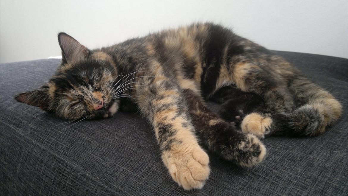 Huskat                      Nørgaards Stribe billede 8