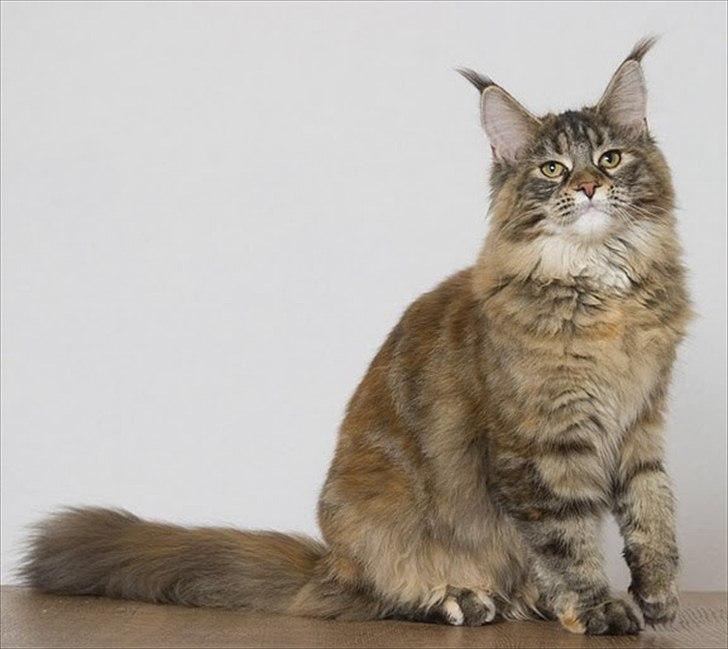 Maine Coon Bearcloud Adrenalin "Fox" - Fox hos tidligere ejer billede 1