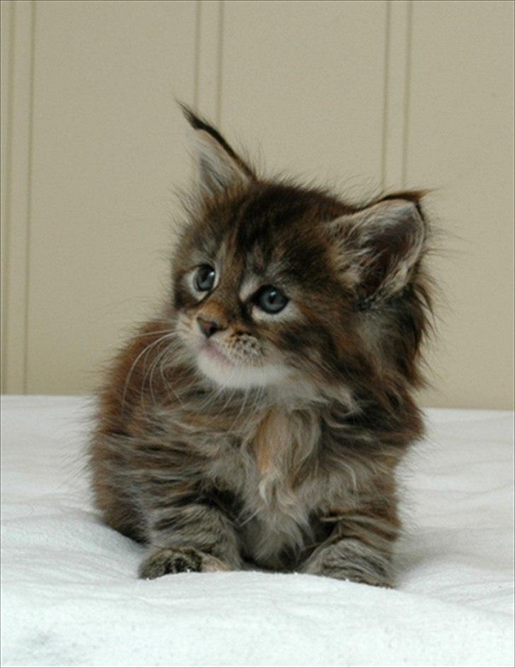 Maine Coon Bearcloud Adrenalin "Fox" - Fox som killing billede 2