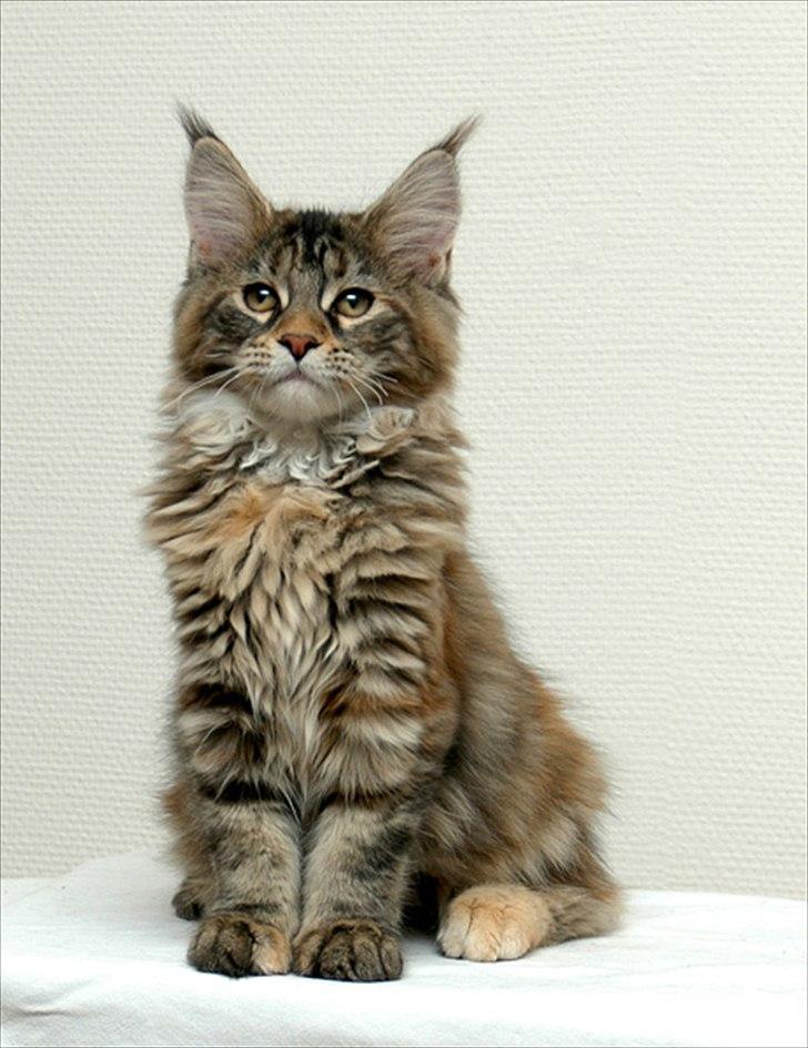 Maine Coon Bearcloud Adrenalin "Fox" - Fox som killing billede 3