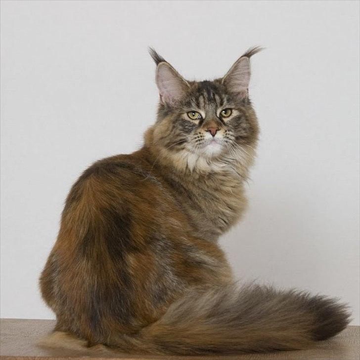 Maine Coon Bearcloud Adrenalin "Fox" - Fox hos tidligere ejer billede 4