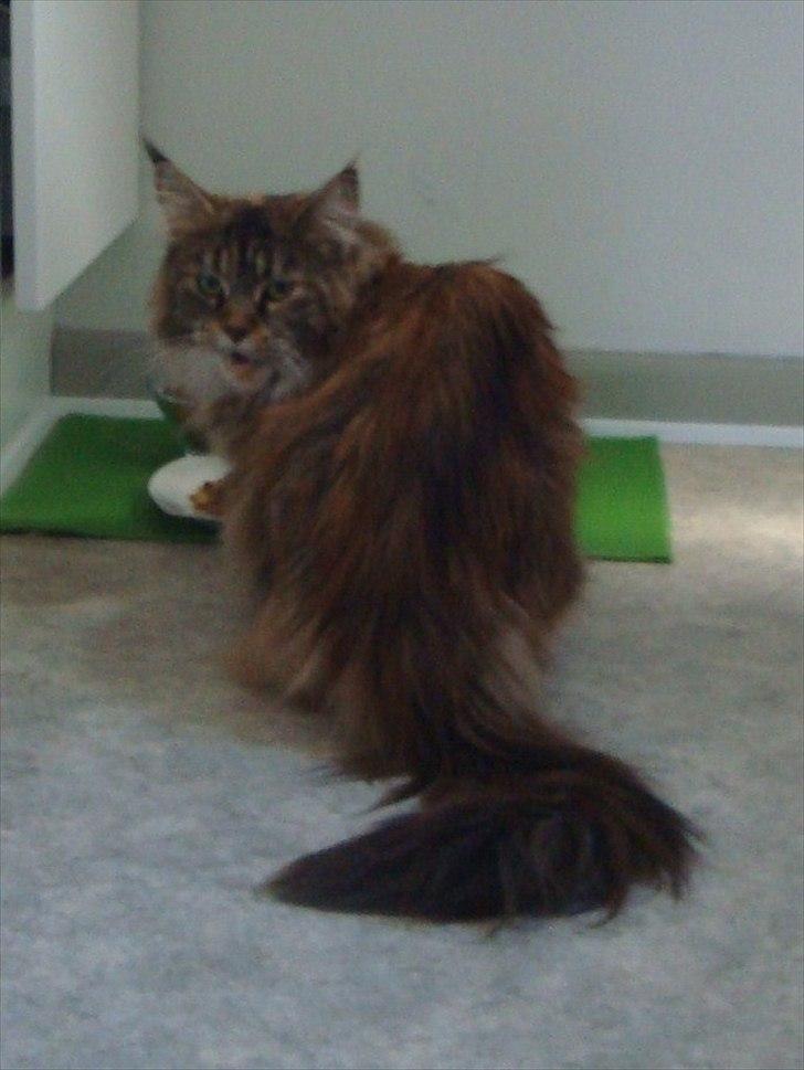 Maine Coon Bearcloud Adrenalin "Fox" - "Jeg spiser faktisk!" billede 5