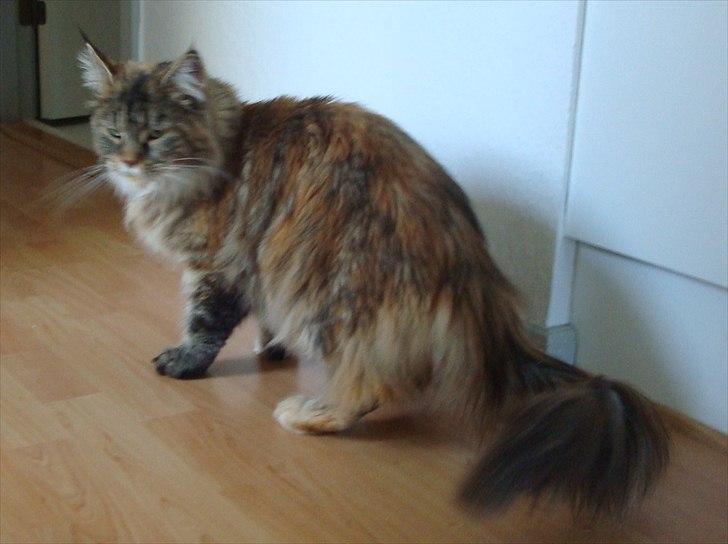 Maine Coon Bearcloud Adrenalin "Fox" - Smuk farve... billede 6