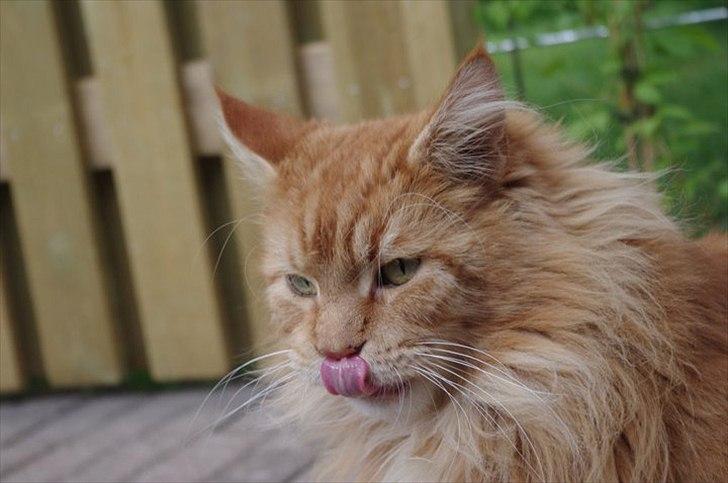 Maine Coon Anton billede 10