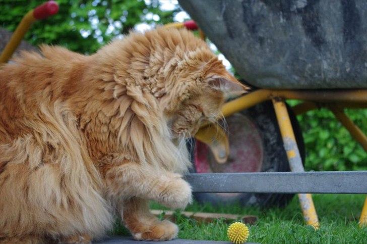 Maine Coon Anton billede 11