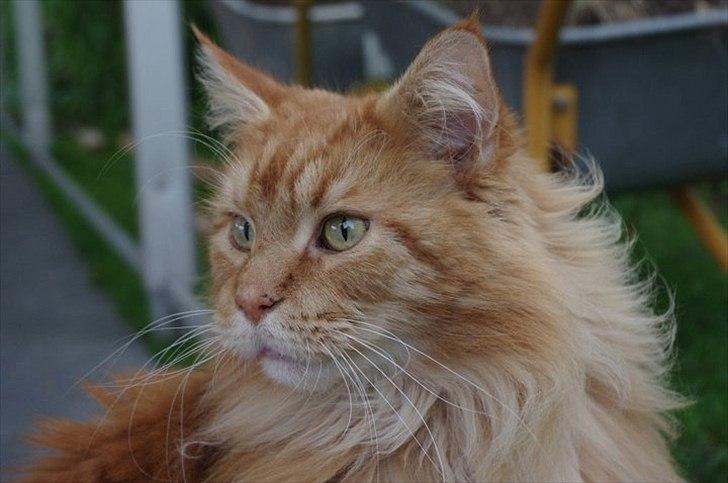 Maine Coon Anton billede 12