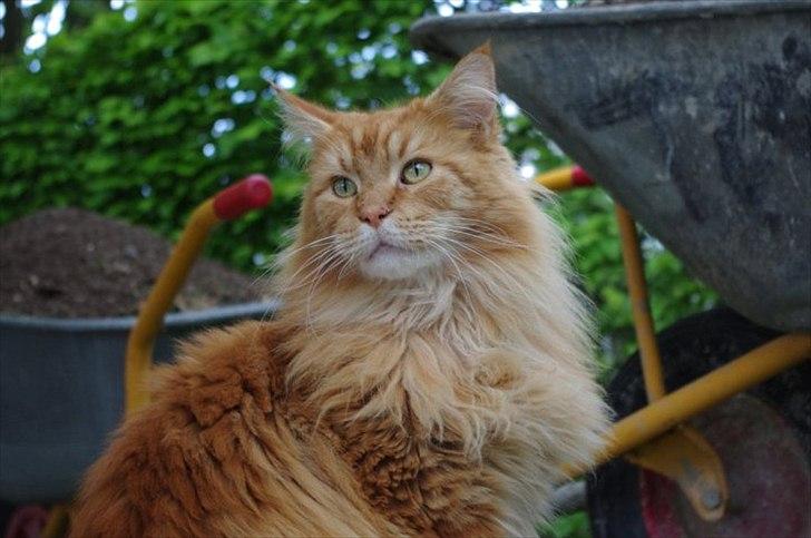 Maine Coon Anton billede 13