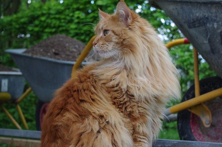 Maine Coon Anton billede 14