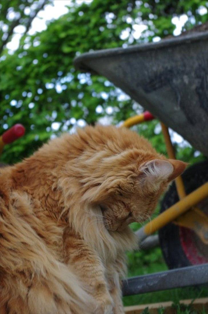 Maine Coon Anton billede 15