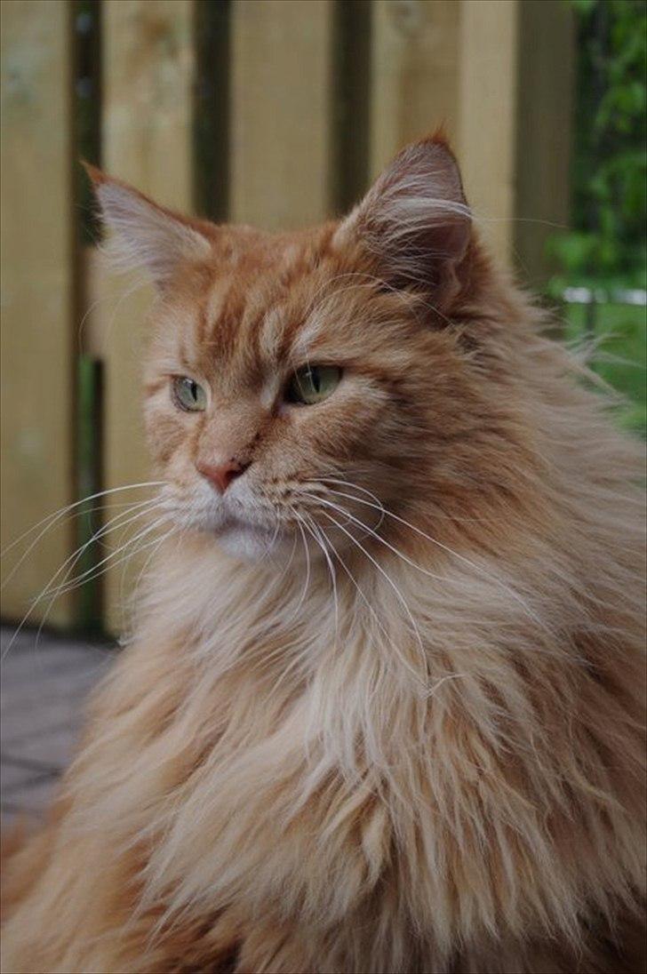 Maine Coon Anton billede 5