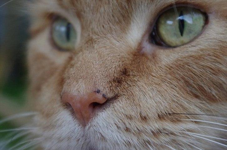 Maine Coon Anton billede 16